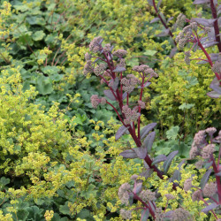 Alchemilla erythropoda