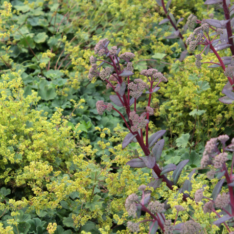 Alchemilla erythropoda