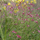 Sanguisorba tenuifolia 'Purpurea'