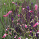 Sanguisorba tenuifolia 'Purpurea'