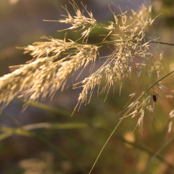 Achnatherum calamagrostis