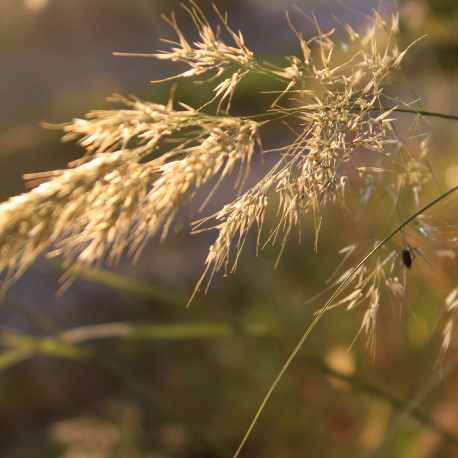 Achnatherum calamagrostis