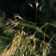 Achnatherum calamagrostis