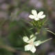 Dianthus knappii