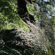 Calamagrostis acutiflora x 'Overdam'