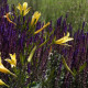 Hemerocallis citrina