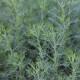 Artemisia alba ssp. camphorata
