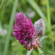 Trifolium rubens