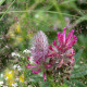 Trifolium rubens