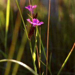 Dianthus carthusianorum