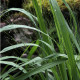 Molinia caerulea ssp. arundinacea 'Transparent'