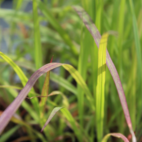 Andropogon gerardii