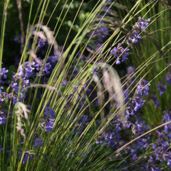 Festuca amethystina