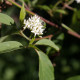 Cornus amomum