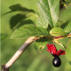 Lonicera involucrata var. ledebourii