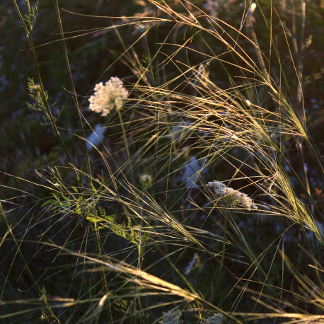 Stipa capillata