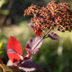 Spiraea notha x