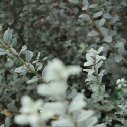 Salix humilis var. microphylla
