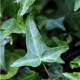 Hedera helix 'Sagittifolia'