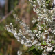 Fallopia baldshuanica