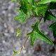 Hedera helix 'Sagittifolia'