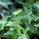 Hedera helix 'Sagittifolia'