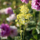 Thalictrum flavum ssp. glaucum