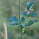 Thalictrum flavum ssp. glaucum