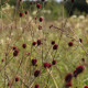 Sanguisorba officinalis