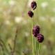 Sanguisorba officinalis