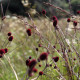 Sanguisorba officinalis