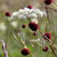 Sanguisorba officinalis