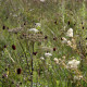 Sanguisorba officinalis