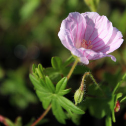 Geranium sanguineum var. striatum