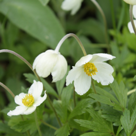 Anemone sylvestris