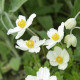 Anemone sylvestris