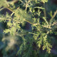 Artemisia aff. santolinifolia
