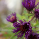 Aster novae-angliae 'Marina Wolkonsky' *