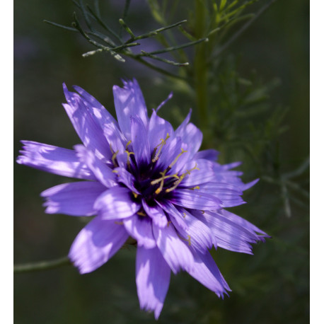 Catananche caerulea