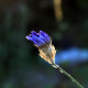 Catananche caerulea