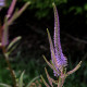 Veronicastrum virginicum 'Fascination'