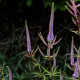 Veronicastrum virginicum 'Fascination'