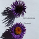 Aster novae-angliae 'Marina Wolkonsky' *