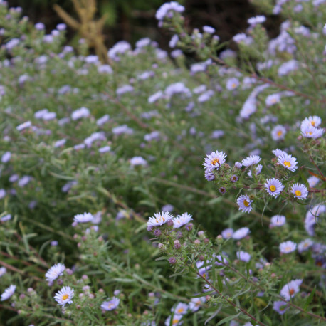 Aster amethystinus x 'Freiburg' *