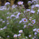 Aster amethystinus x 'Freiburg' *