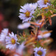 Aster amethystinus x 'Freiburg' *