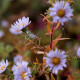 Aster amethystinus x 'Freiburg' *