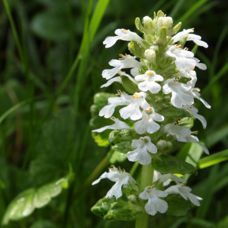 Ajuga reptans 'Alba'