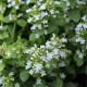 Ajuga reptans 'Alba'