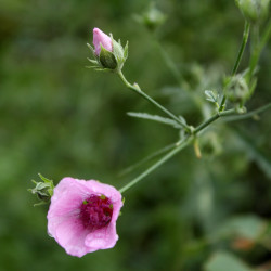 Althaea cannabina